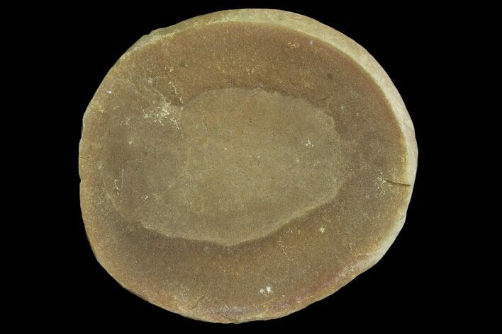 Fossil Jellyfish (Essexella) In Ironstone, Pos/Neg - Illinois #120909